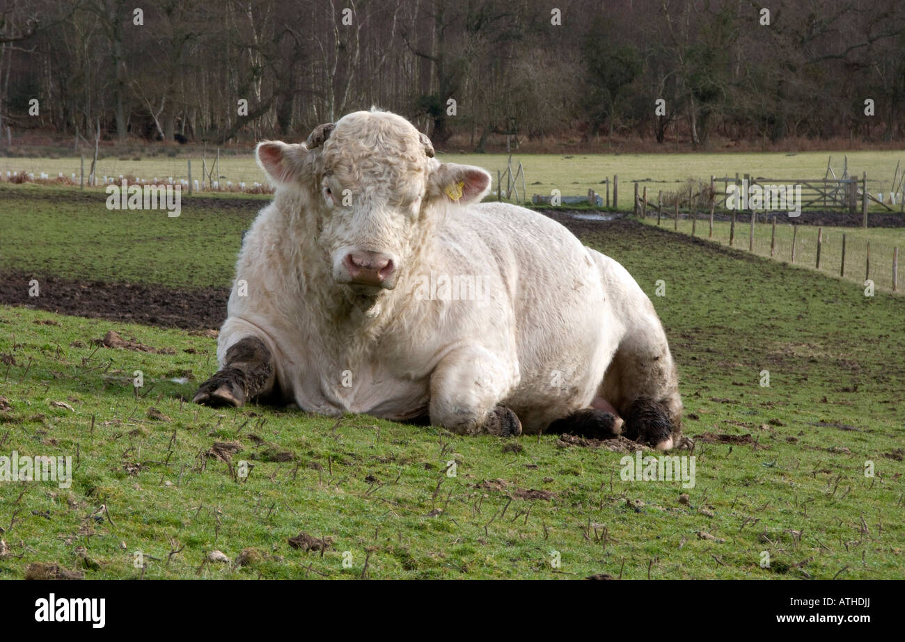 Bull resting in field at Arne, Dorset, UK Stock Photo