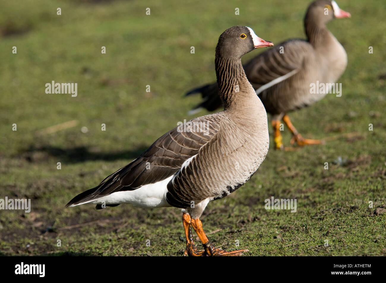 Lesser White-Fronted Geese (Anser erythropus) Stock Photo