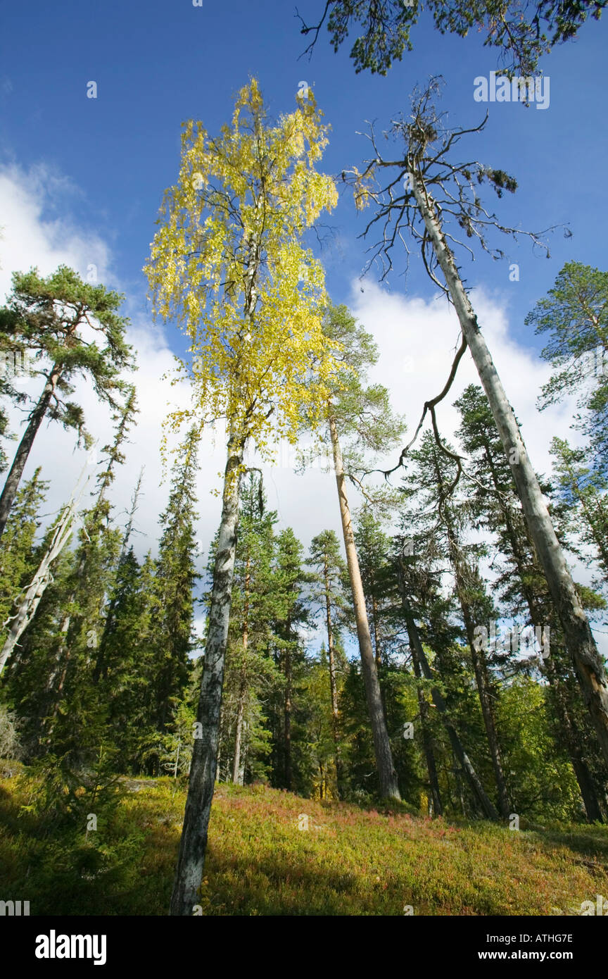 An autumnal birch tree in a conifer forest; Muddus National Park Laponia World Heritage Area Lapland Sweden Stock Photo