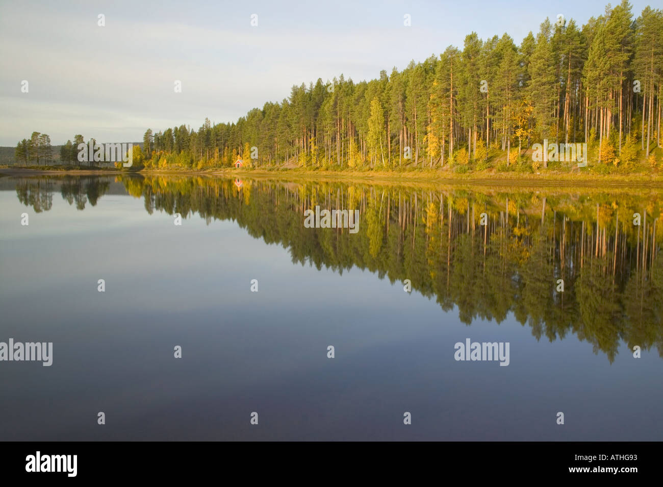 Trees and their reflection in a lake nr Jokkmokk Lapland Sweden Stock Photo