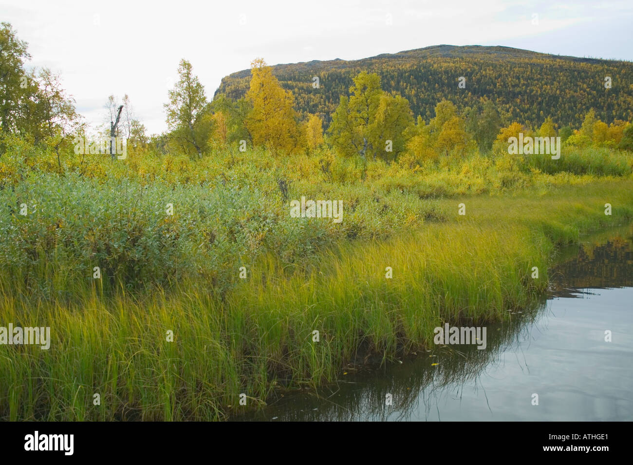 Autumnal scene in the Kvikkjokk Delta nr Kvikkjokk Laponia Lapland