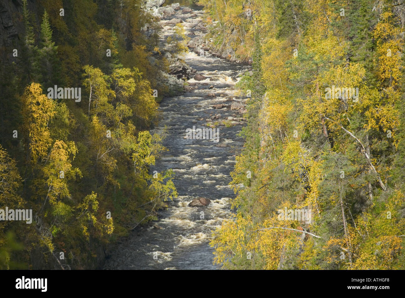 A river flowing through autumnal forest; Muddus National Park, Sweden. Stock Photo