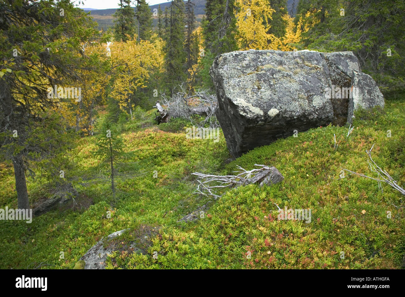 A boulder in the middle of old growth forest Mt Nammasj Kvikkjokk Lapland Sweden Stock Photo