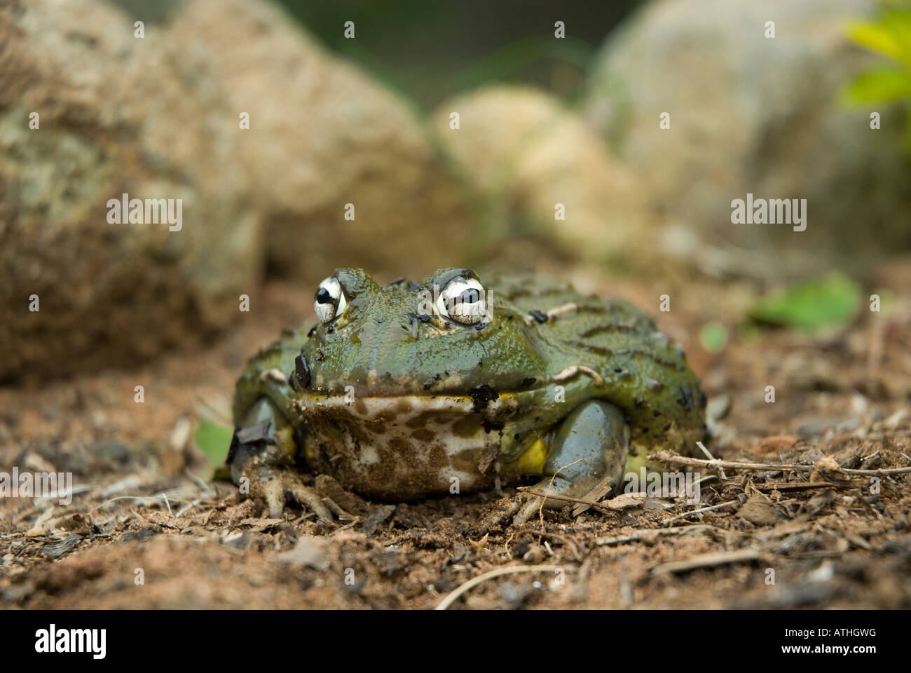 A captive giant bullfrog posing in the dirt, taken under controlled conditions Stock Photo