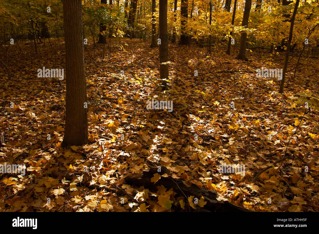 Maple glade trail hi-res stock photography and images - Alamy