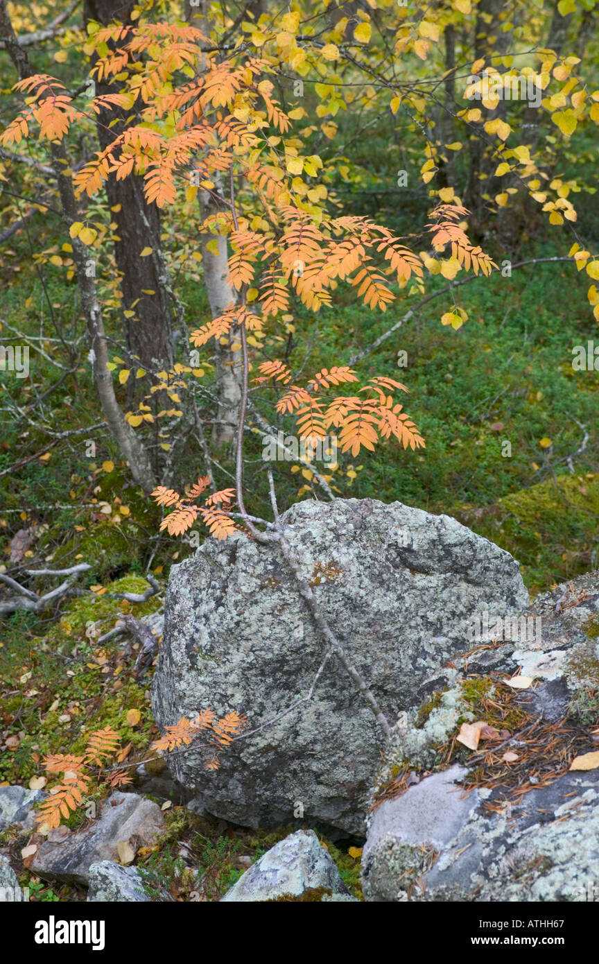 A rowan tree in autumn colour Muddus National Park Laponia World Heritage Area Lapland Sweden Stock Photo