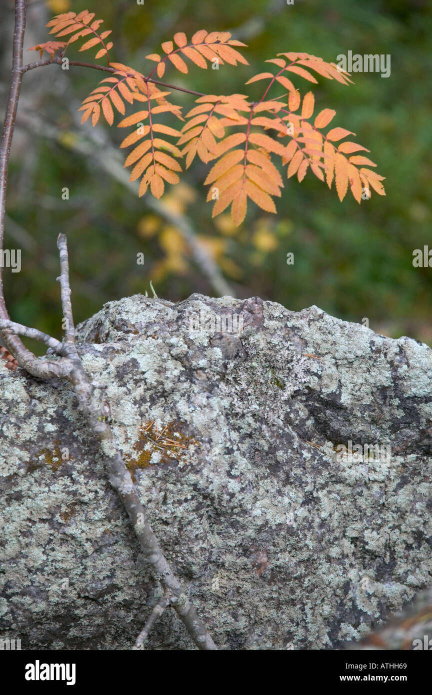 Rowan leaves in autumn hanging above a rock Muddus National Park Laponia World Heritage Area Lapland Sweden Stock Photo