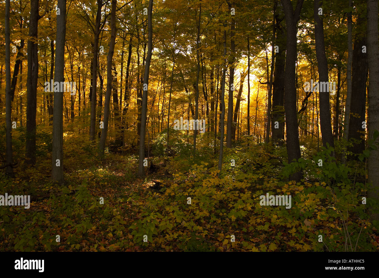 Light pouring through the trees hi-res stock photography and images - Alamy