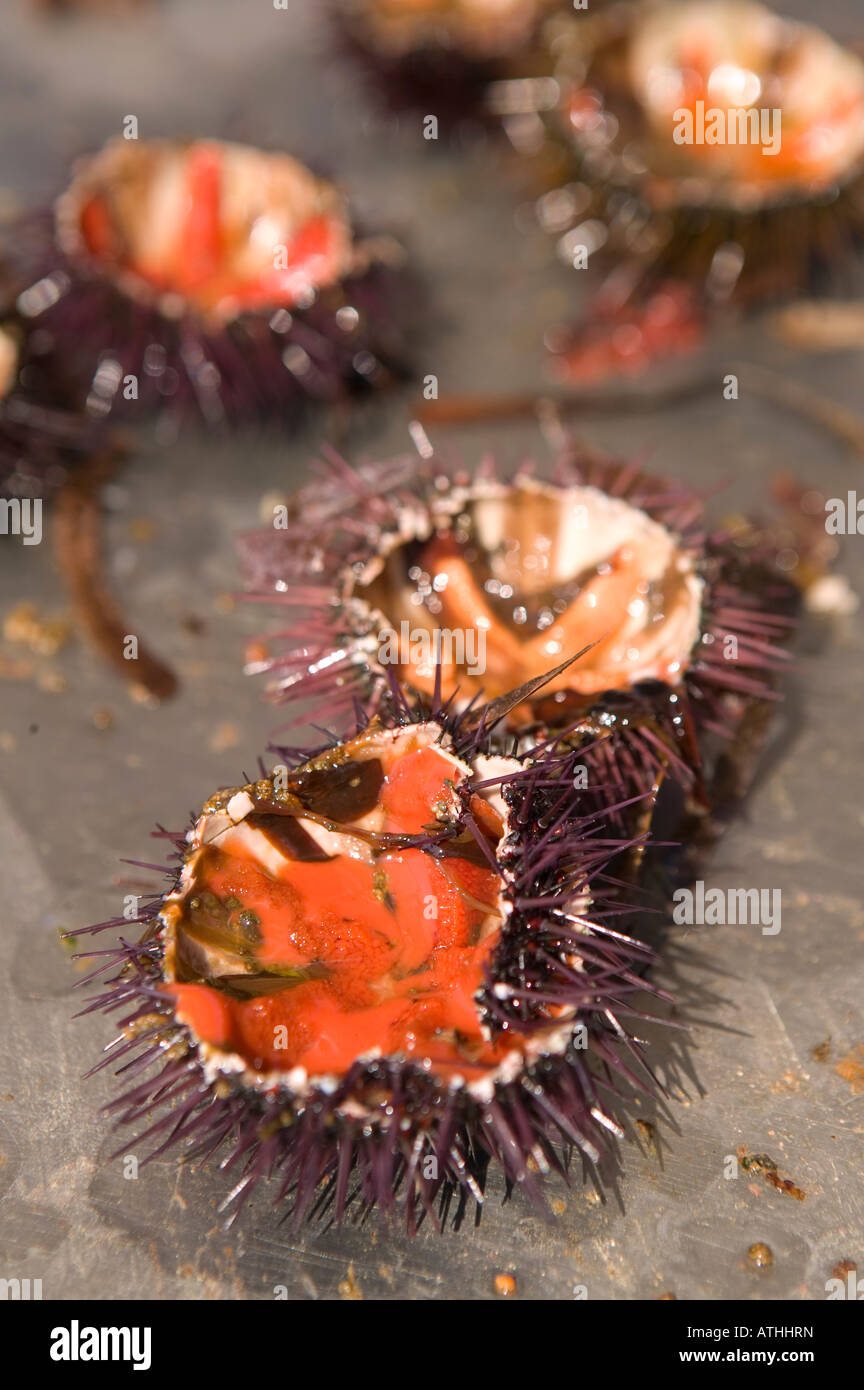 Sea Urchin Food