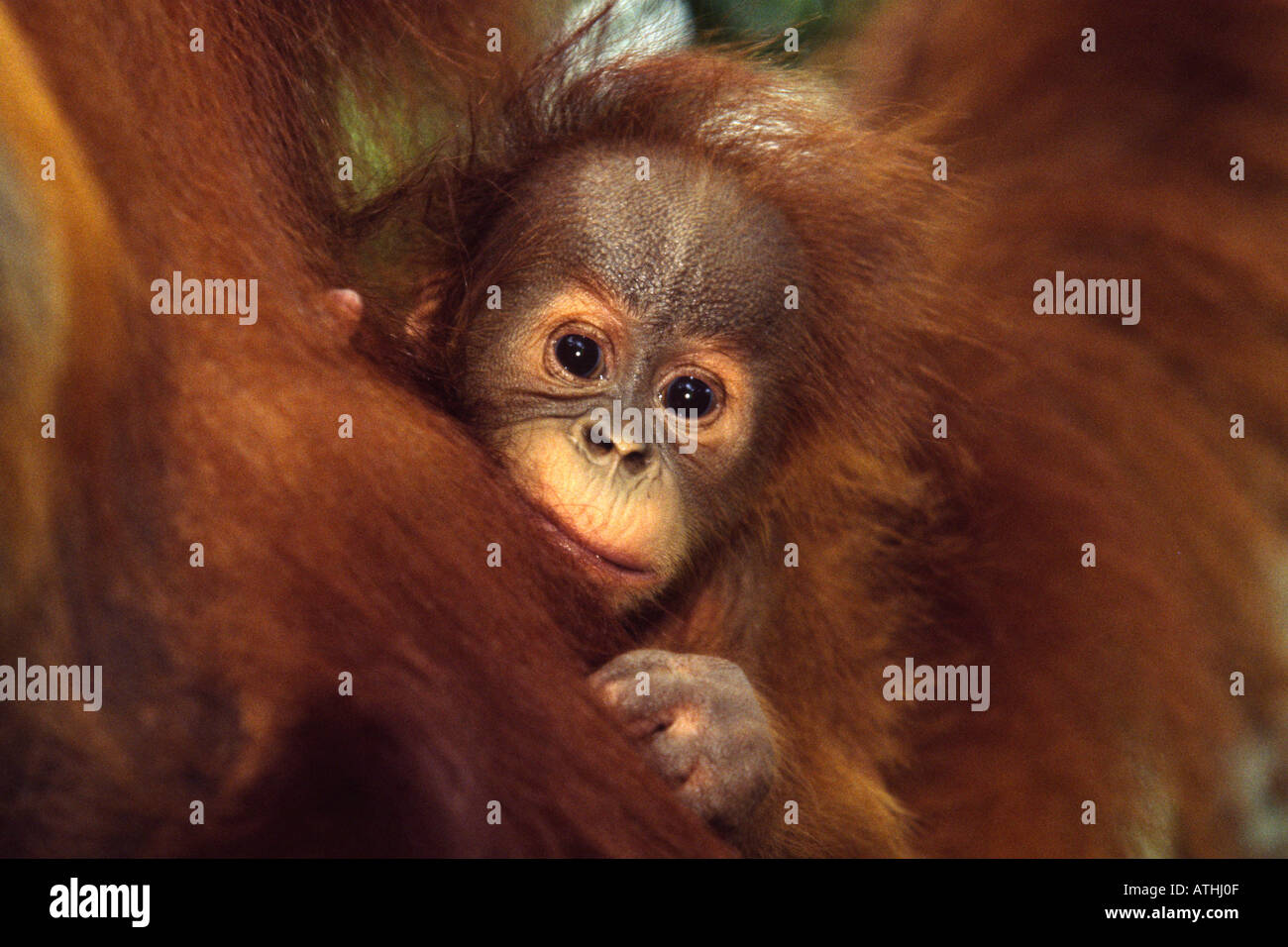 Baby Sumatran orangutan Stock Photo