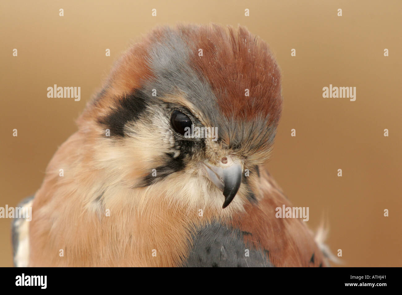 Kestrel (Falco tinnunculus) Stock Photo