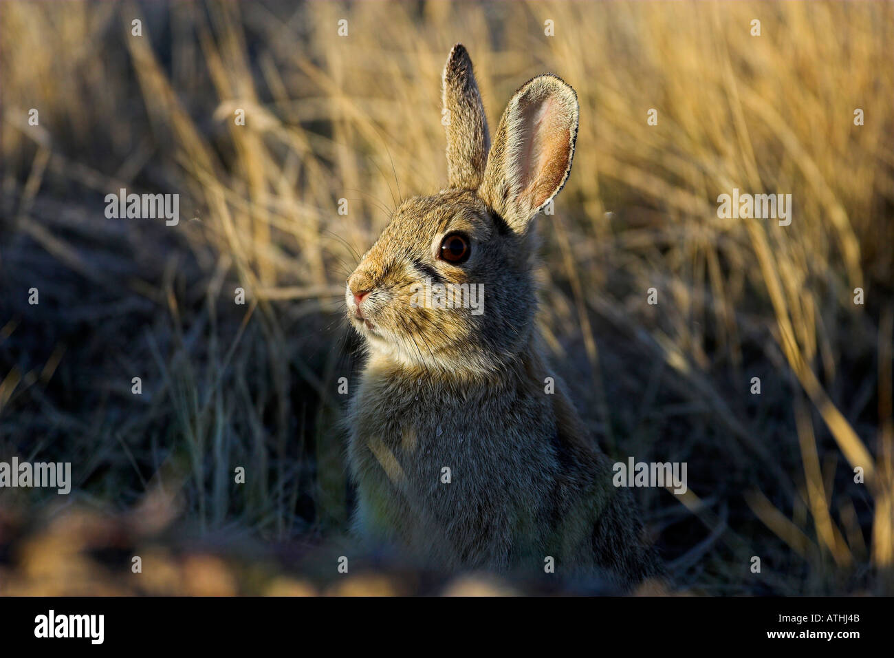 Cotton tailed rabbit Stock Photo - Alamy