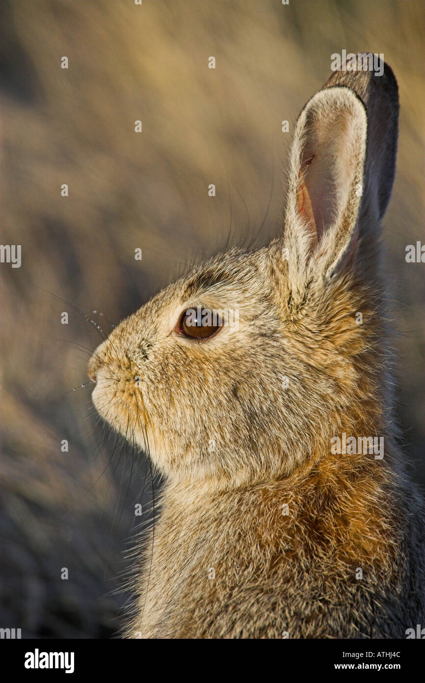 Cotton tailed rabbit Stock Photo - Alamy