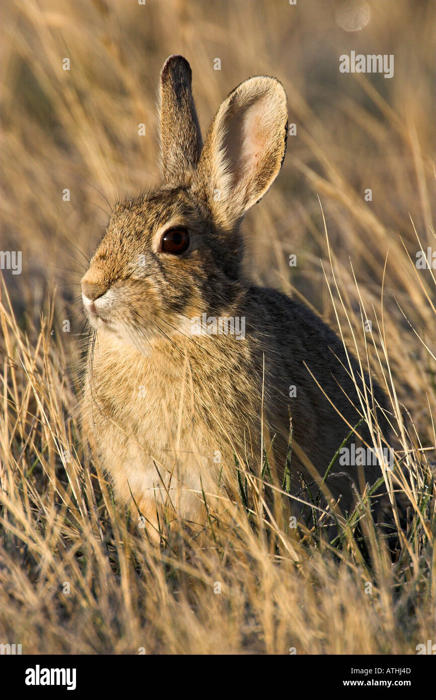 Rabbit tailed grass hi-res stock photography and images - Alamy