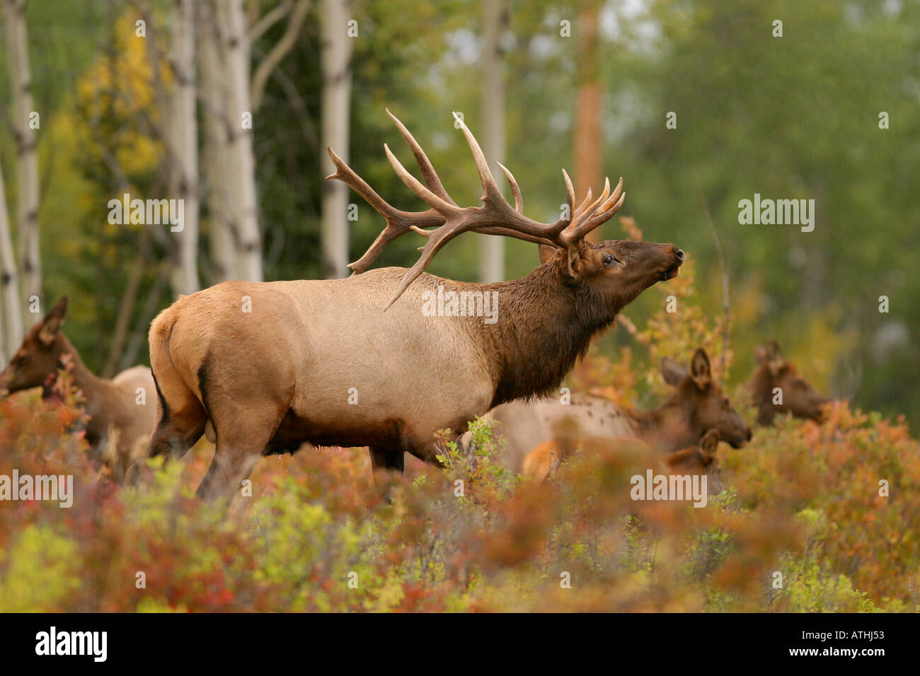 Bull elk during autumn rut Stock Photo Alamy