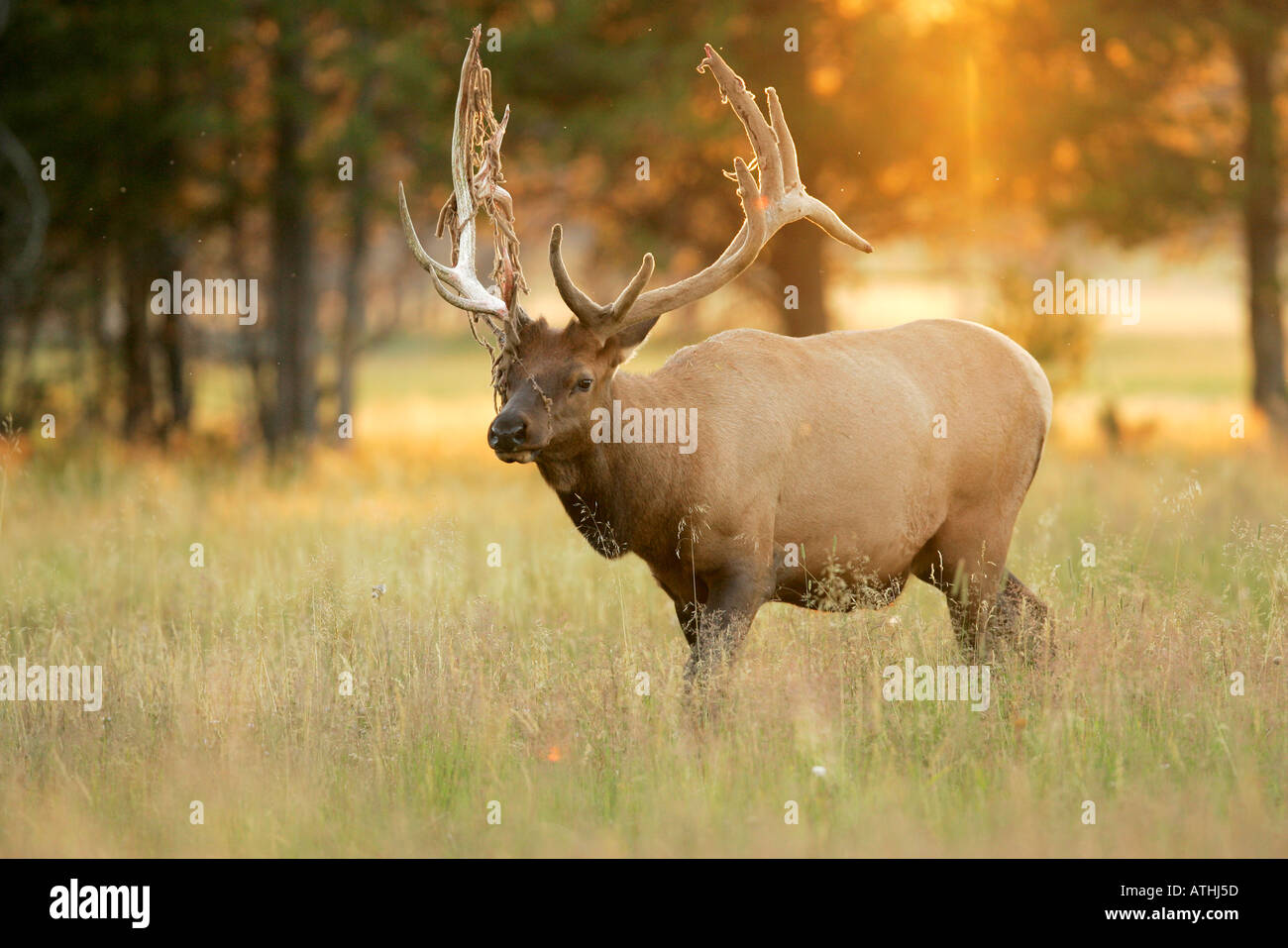 Bull elk Stock Photo