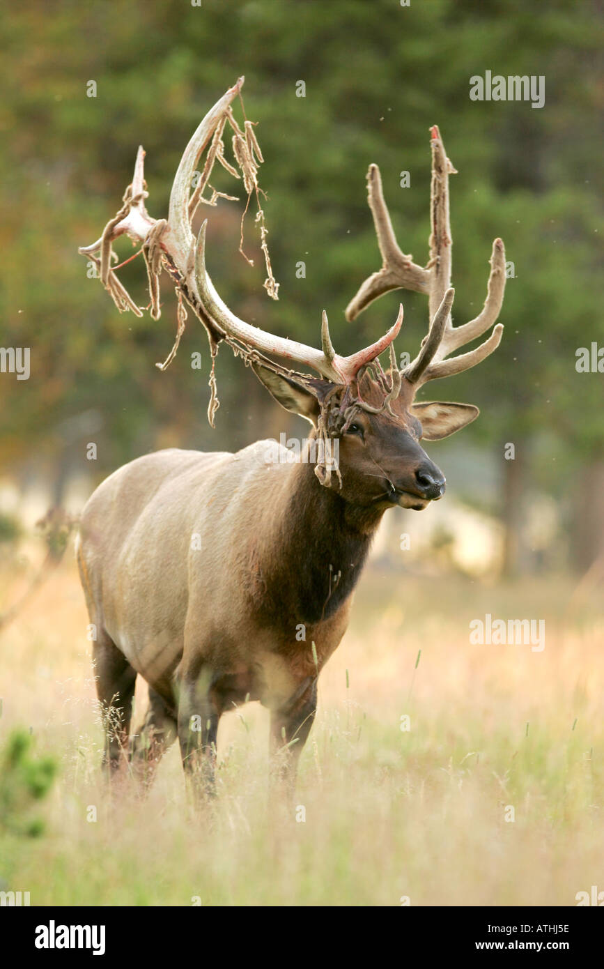 Bull elk shedding velvet off antlers in late summer Stock Photo - Alamy