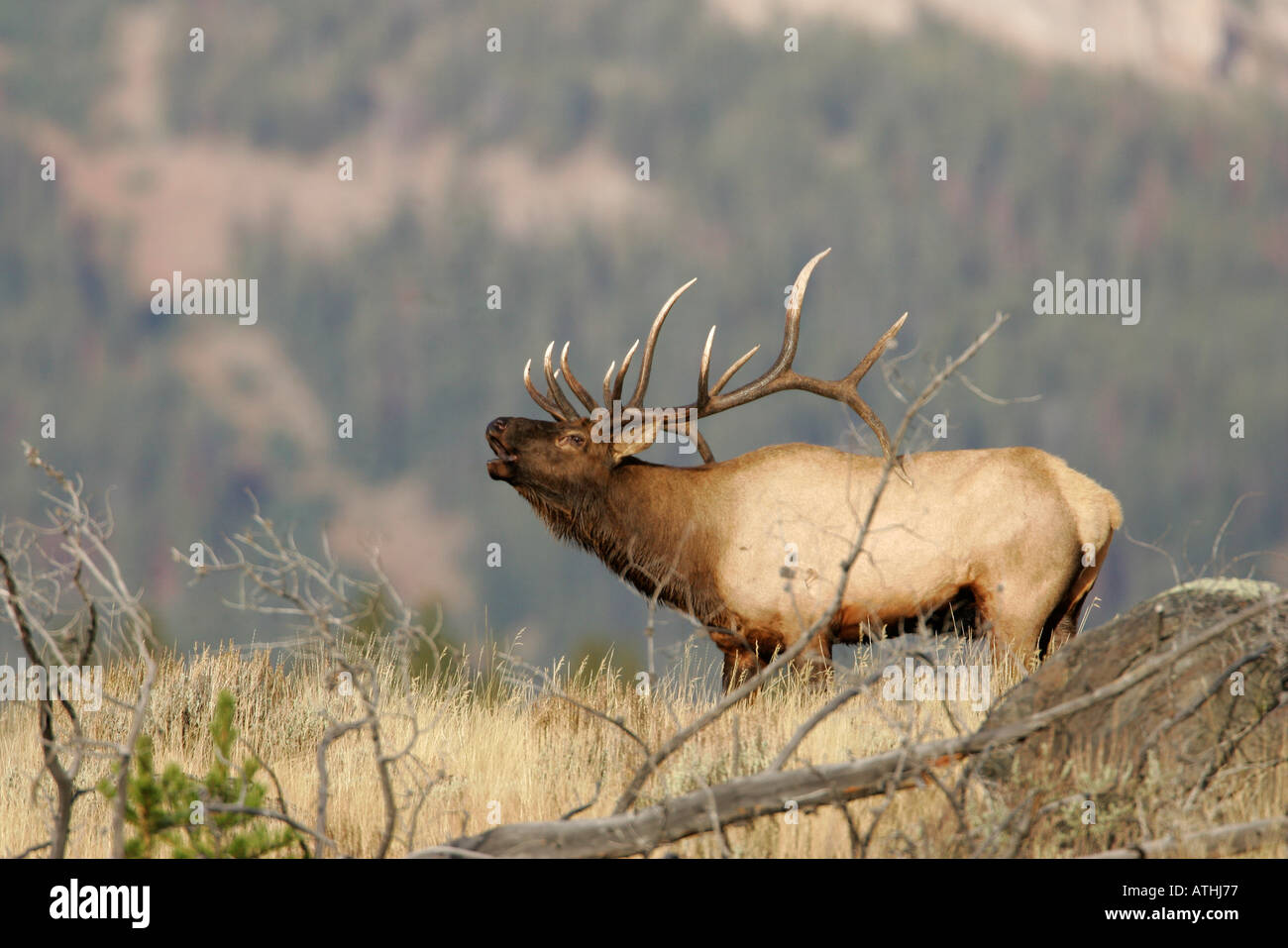 Bull elk bugling during autumn rut Stock Photo - Alamy