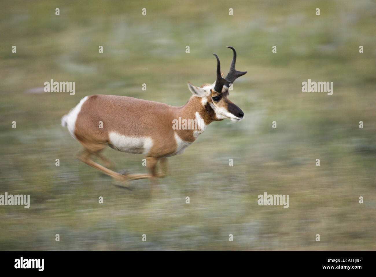 Running pronghorn antelope buck Stock Photo 5328518 Alamy