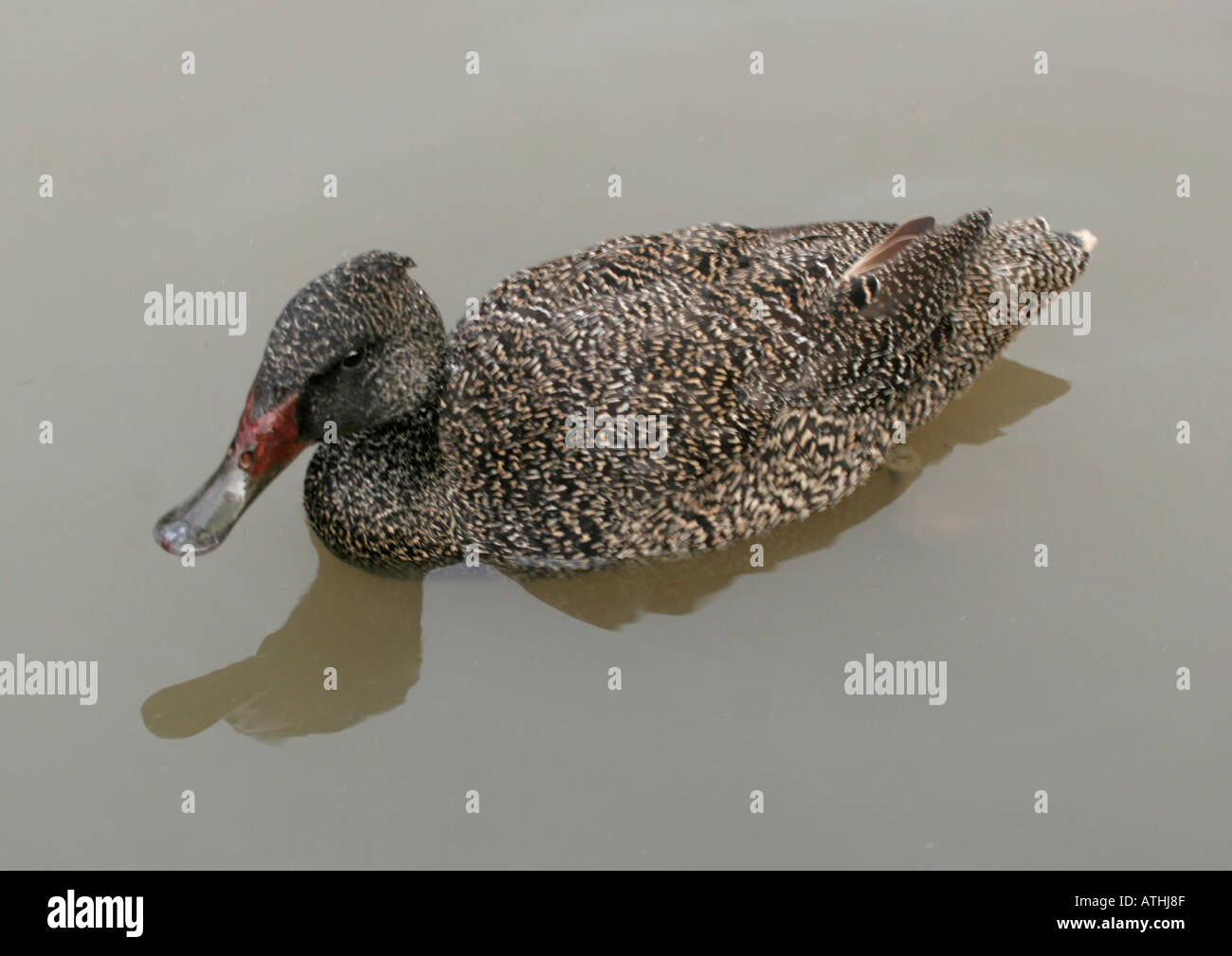 Freckled Duck (Stictonetta naevosa), Slimbridge WWT, Gloucestershire England Stock Photo