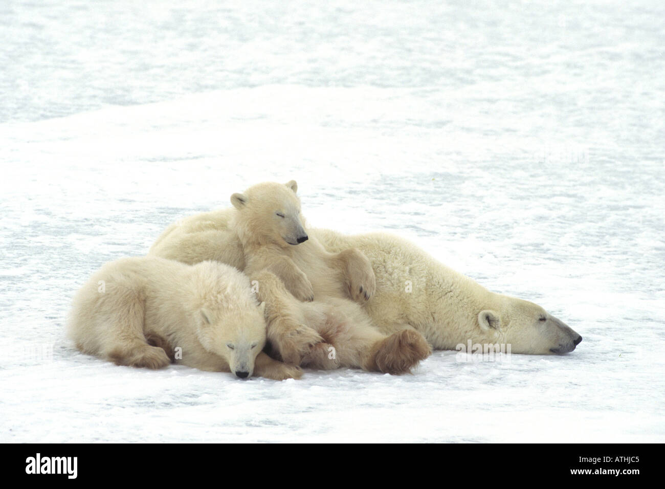 Polar bear baby cub play snow hi-res stock photography and images - Alamy