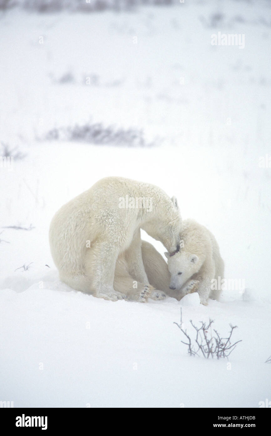 Polar bear and hudson bay hi-res stock photography and images - Alamy