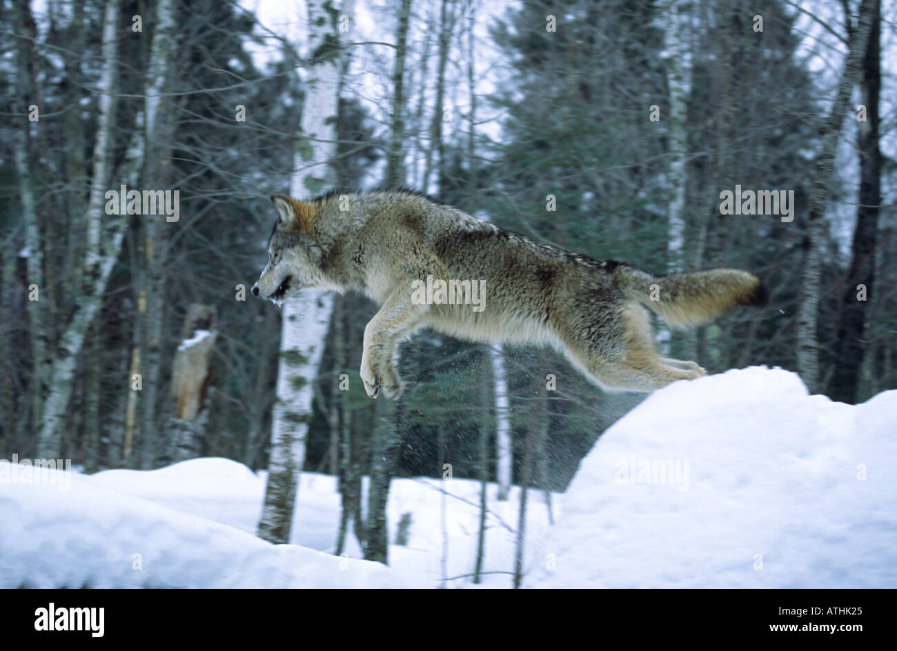 Timber or gray wolf jumping from rock Stock Photo