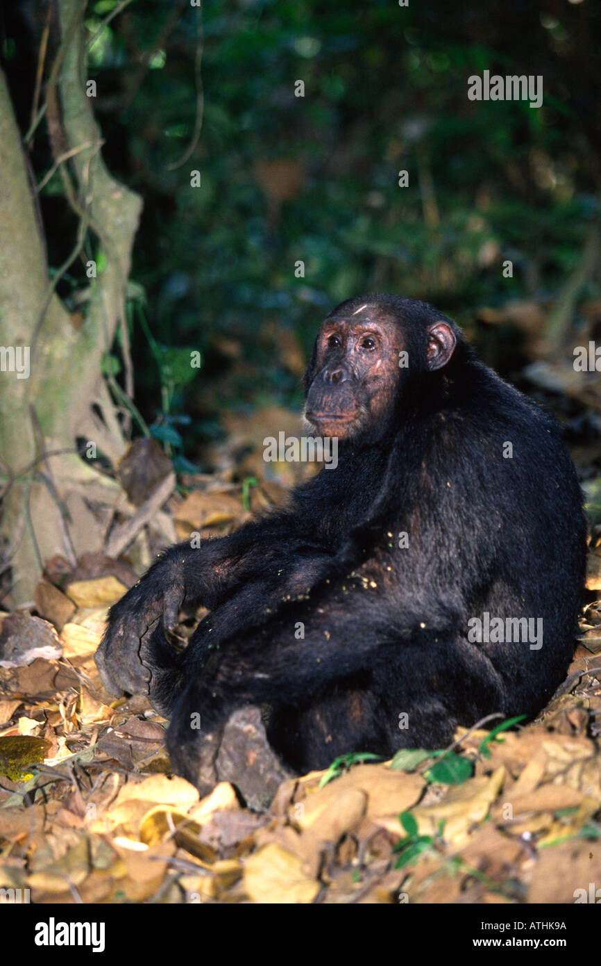 Male Chimpanzee Stock Photo