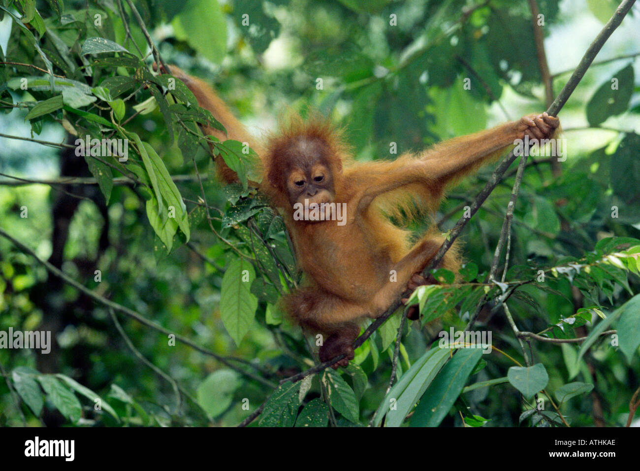 Baby sumatran orangutan Stock Photo