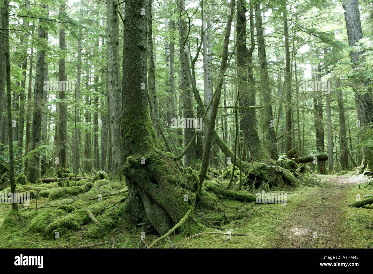 Overgrown Forrest Overgrown Forest in the White Creek Forest, the Queen Charlotte Islands ...