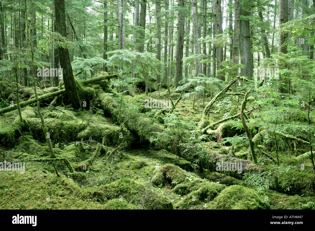 Overgrown Forest Floor in the White Creek Forest, the Queen Charlotte Islands (Haida Gwaii), Canada Stock Photo