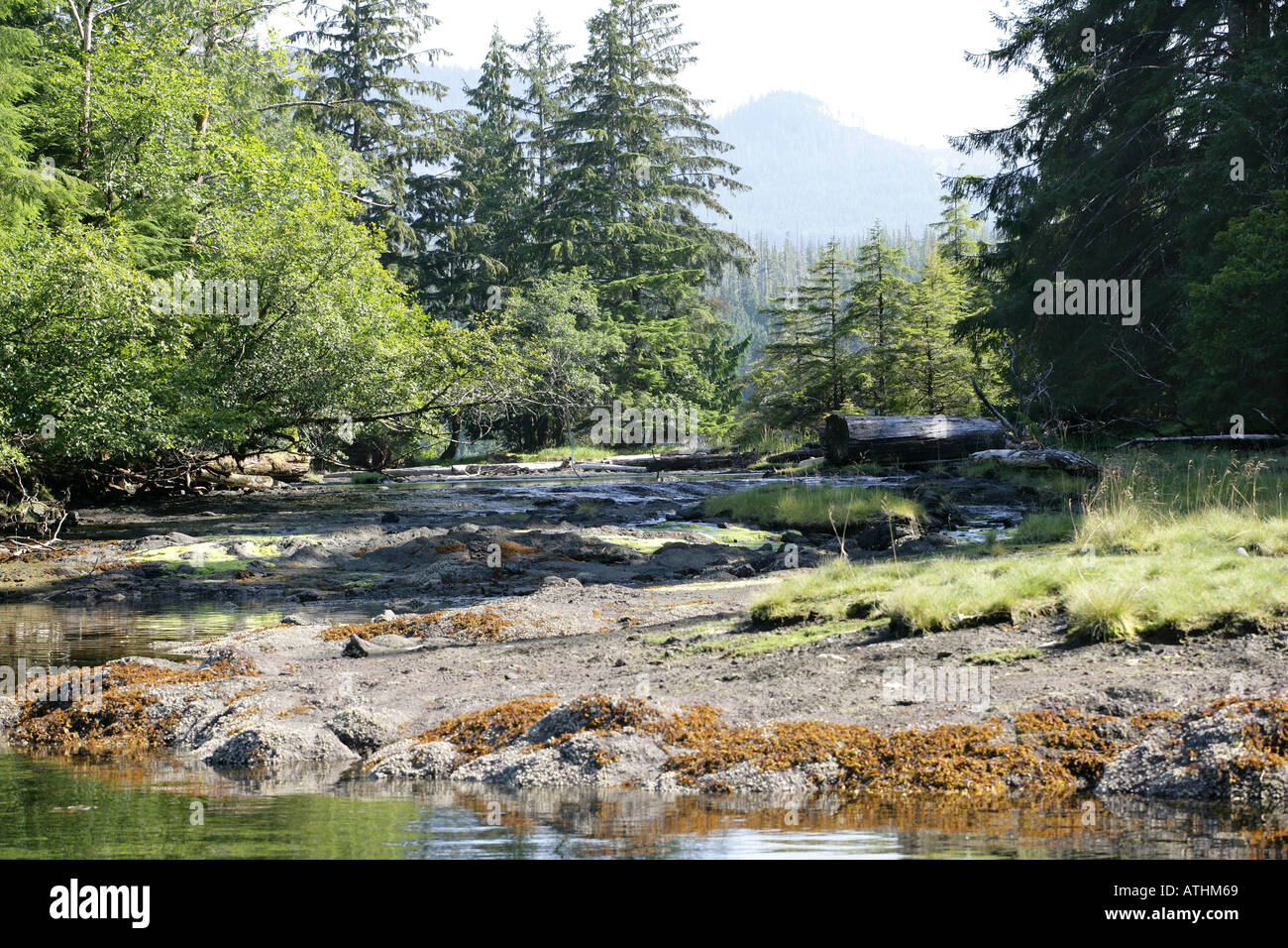 Where the Sea meets Fresh Water in Masset Inlet, the Queen Charlotte Islands (Haida Gwaii), Canada Stock Photo