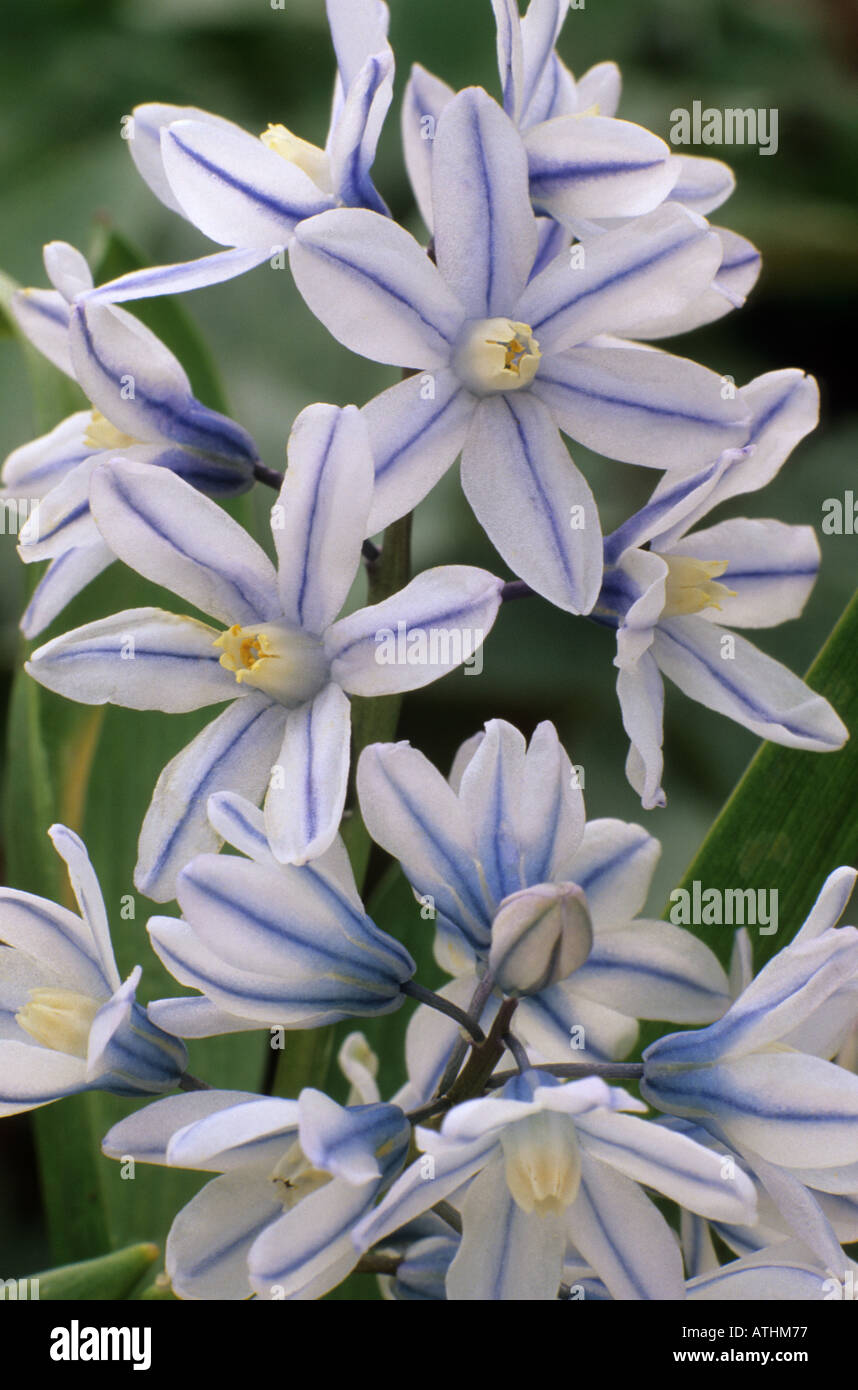 Puschkinia scilloides libanotica, Spring bulb, pale blue striped flowers, garden plant Stock Photo