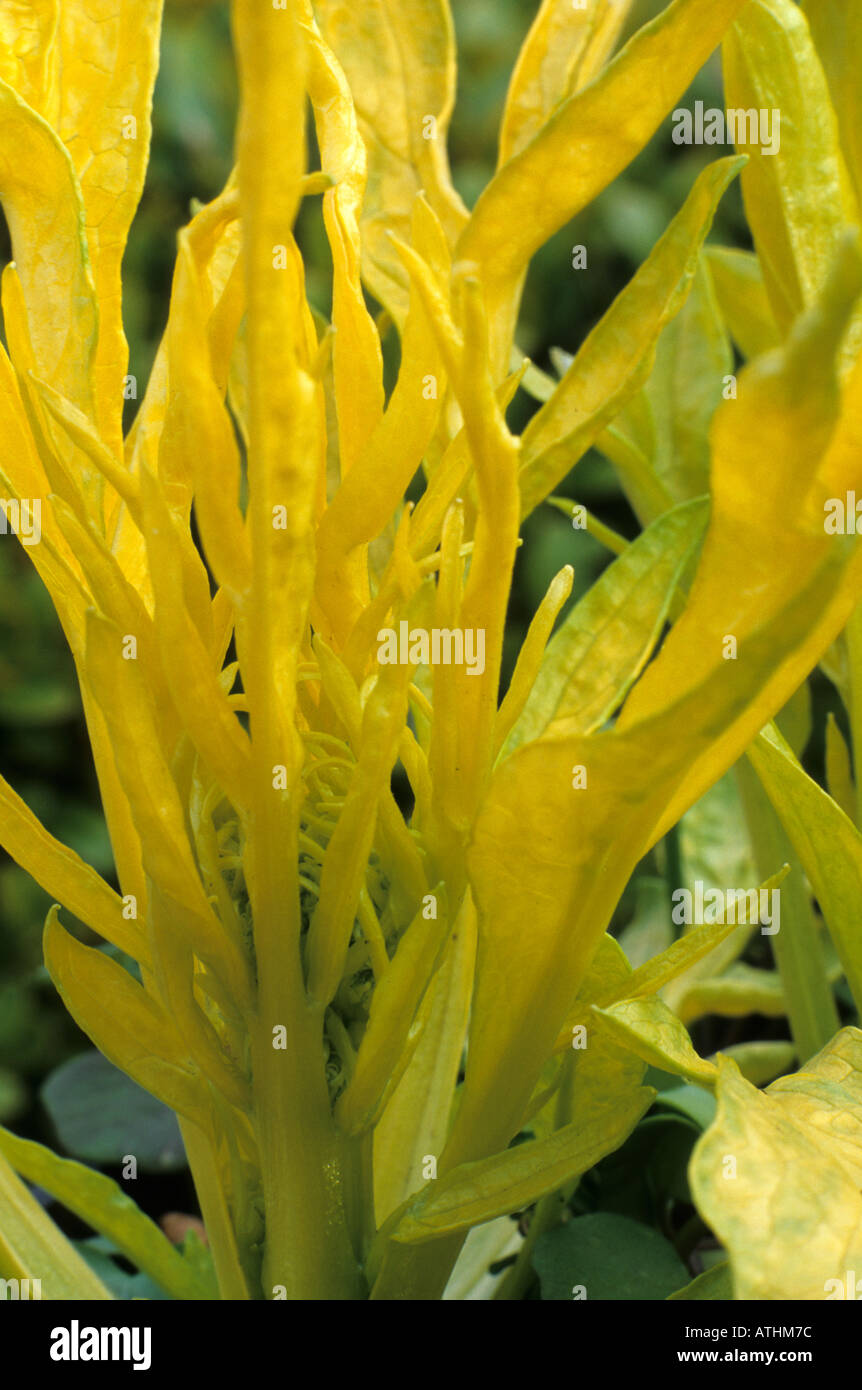Valeriana phu 'Aurea', valerian, yellow gold foliage leaves, garden plant valerians Stock Photo