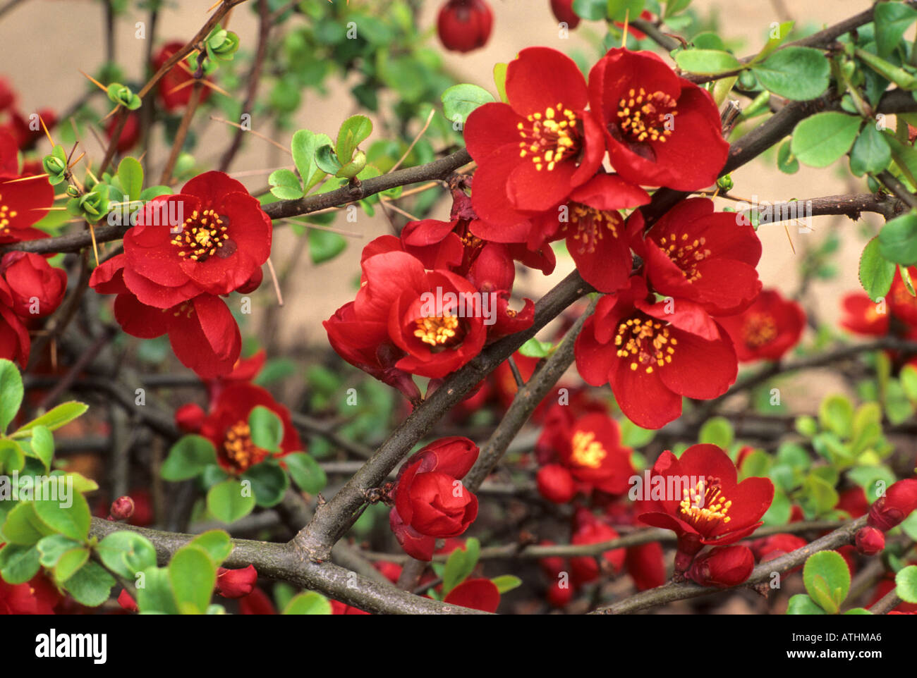 Chaenomeles x superba 'Crimson and Gold ' AGM quince Japonica Spring flowers red flowers garden japonicas Stock Photo