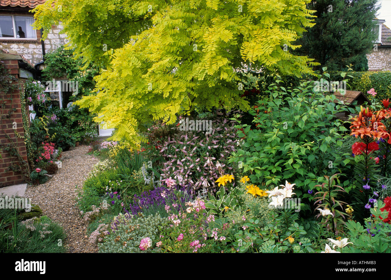 Robinia pseudocacia 'Frisia', small cottage garden golden yellow leaves, garden tree, plant, flowers Stock Photo