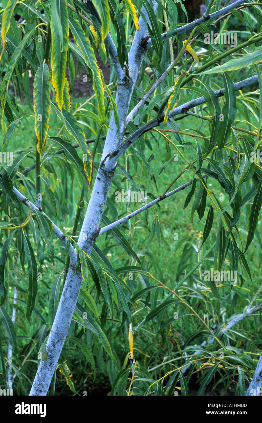 Salix acutifolia 'Blue Streak', willow tree, blue coloured stems branches, garden plant willows Stock Photo