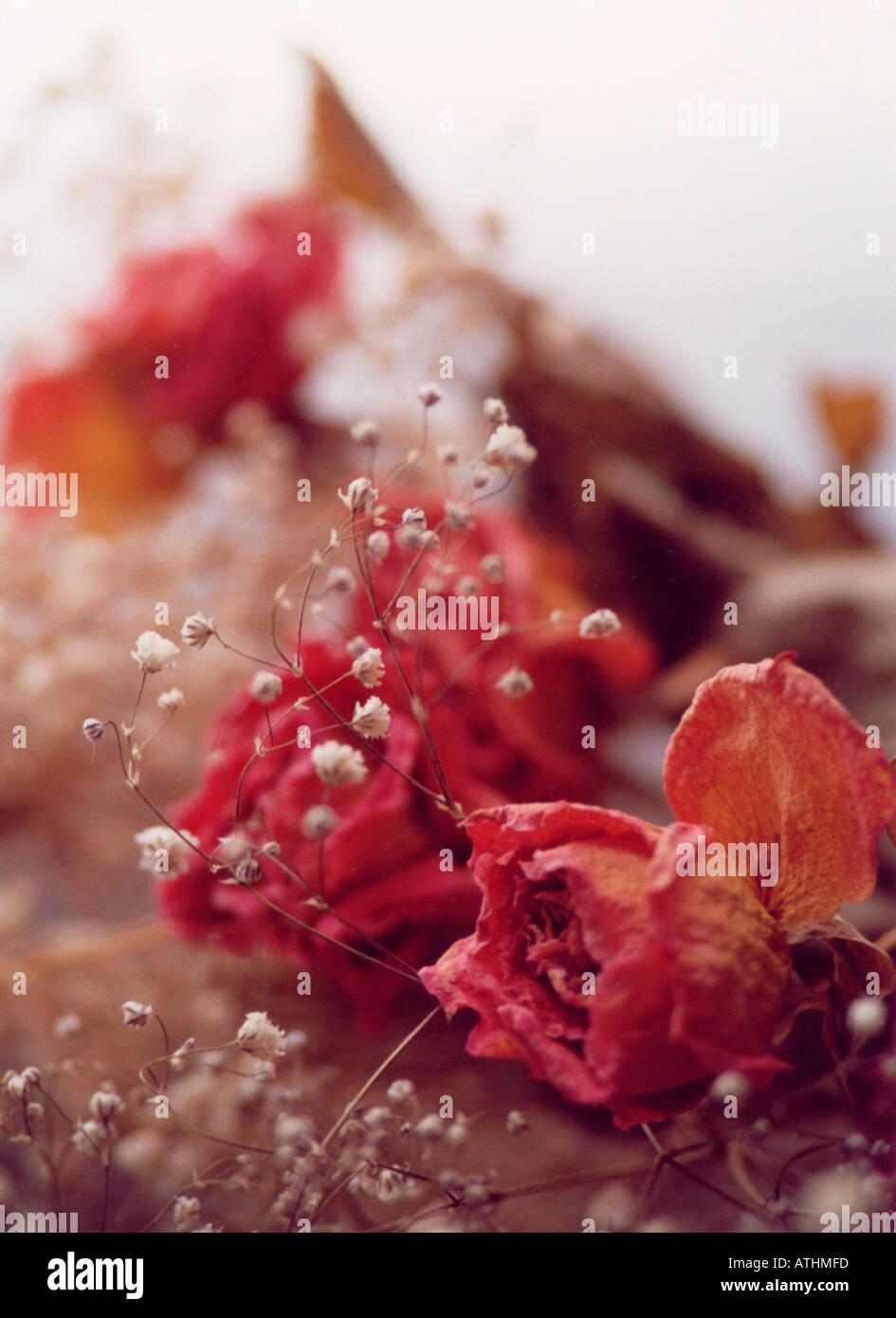 Dried Red Roses and Baby Breath Stock Photo - Alamy