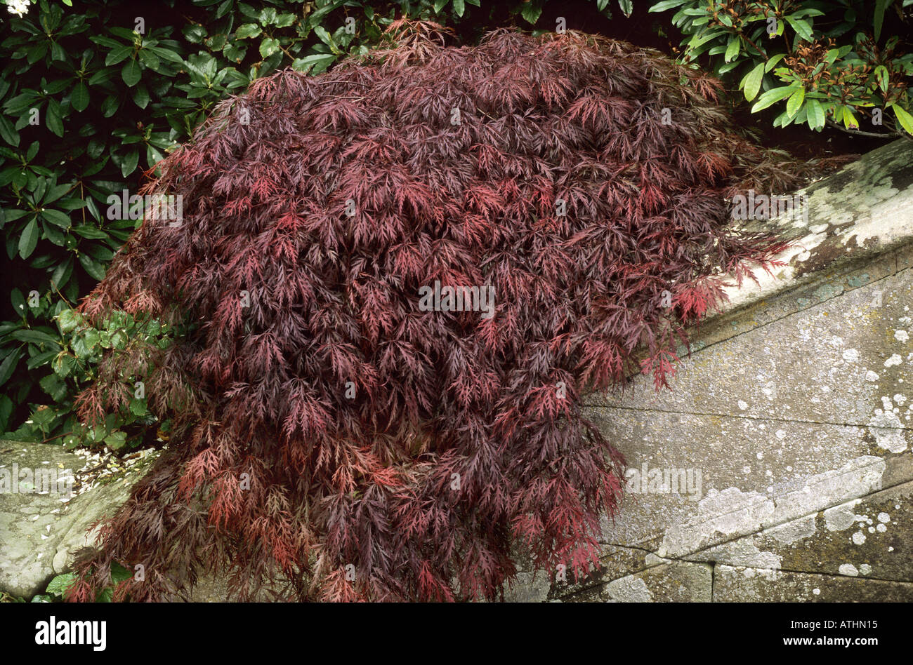 Acer palmatum dissectum 'Atropurpurea' Stock Photo