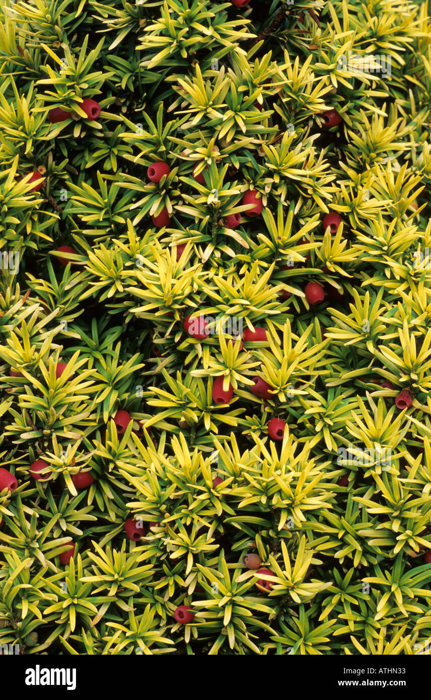 Taxus baccata 'Standishii' Stock Photo