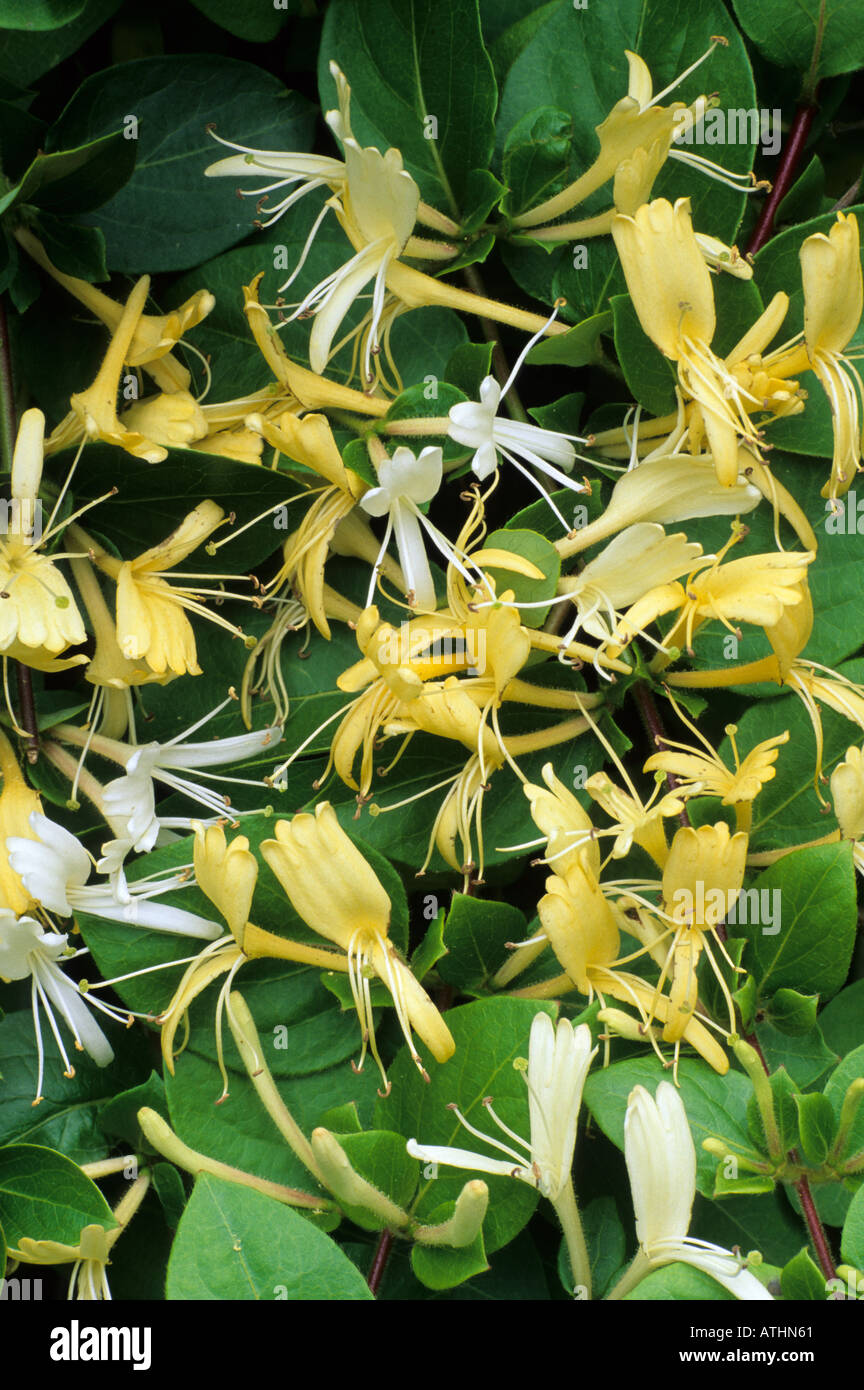 Lonicera japonica 'Halliana', fragrant white yellow flowers, climbing garden plant, honeysuckle honeysuckles loniceras Stock Photo