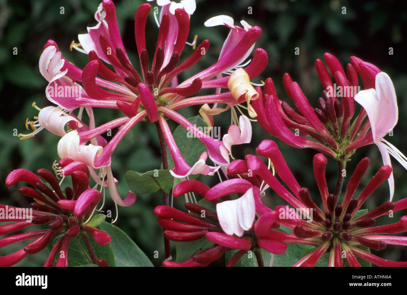 Lonicera Periclymenum Serotina Late Dutch Honeysuckle Fragrant Purple Flowers Climbing Garden Plant Hineysuckles Loniceras Stock Photo Alamy