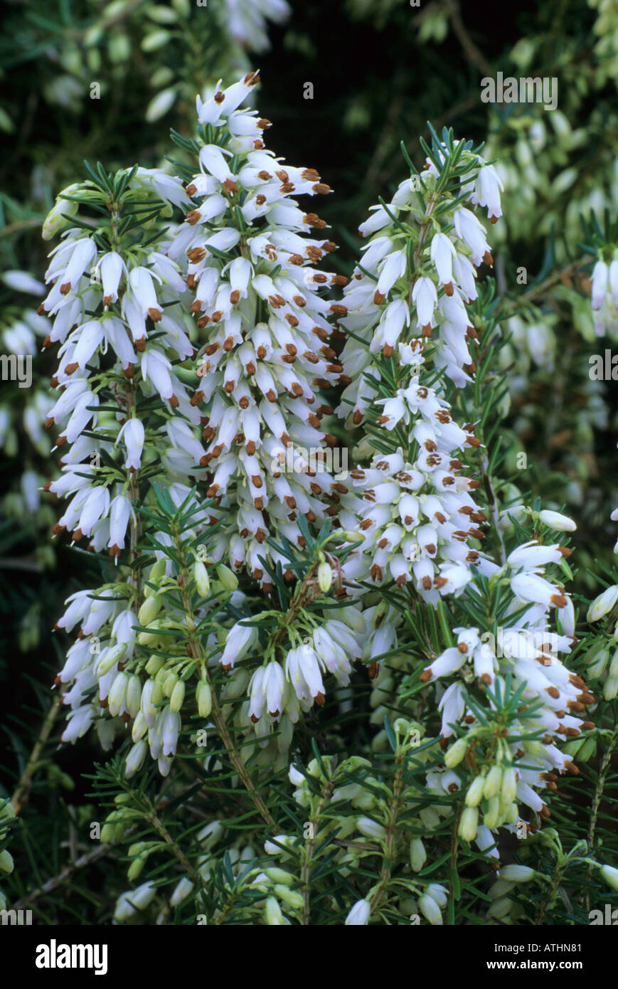 Erica Carnea 'Springwood White' , heather, white ground cover plant garden flower, late winter, Spring, flowers heathers ericas Stock Photo