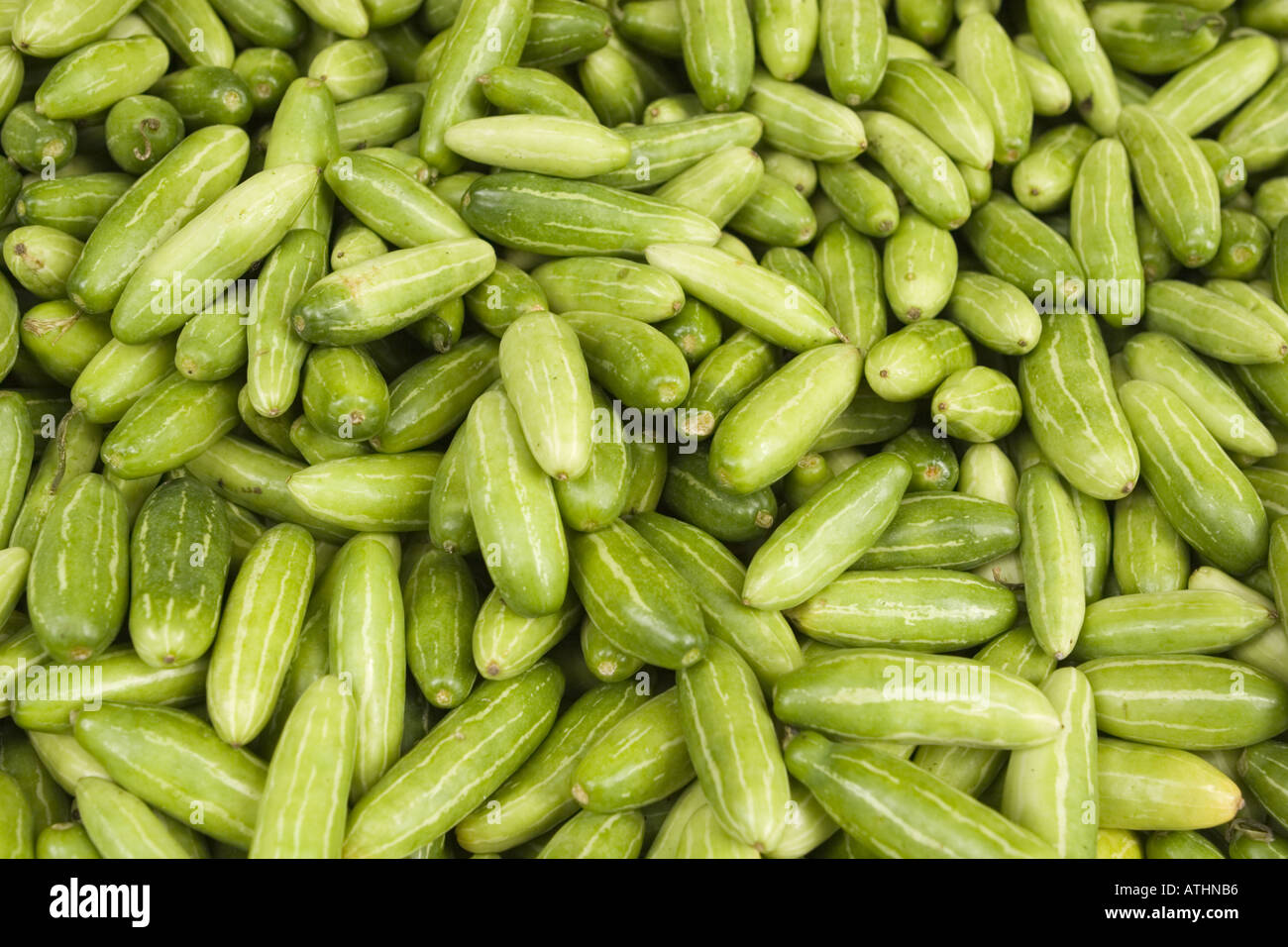 Tindora is Indian cucumber used in variety of dishes including curry at Indian grocery store Queens New York NYC Stock Photo