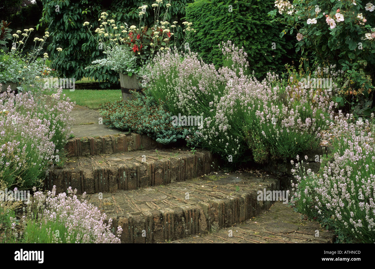 Brick Steps, Lavender Stock Photo - Alamy