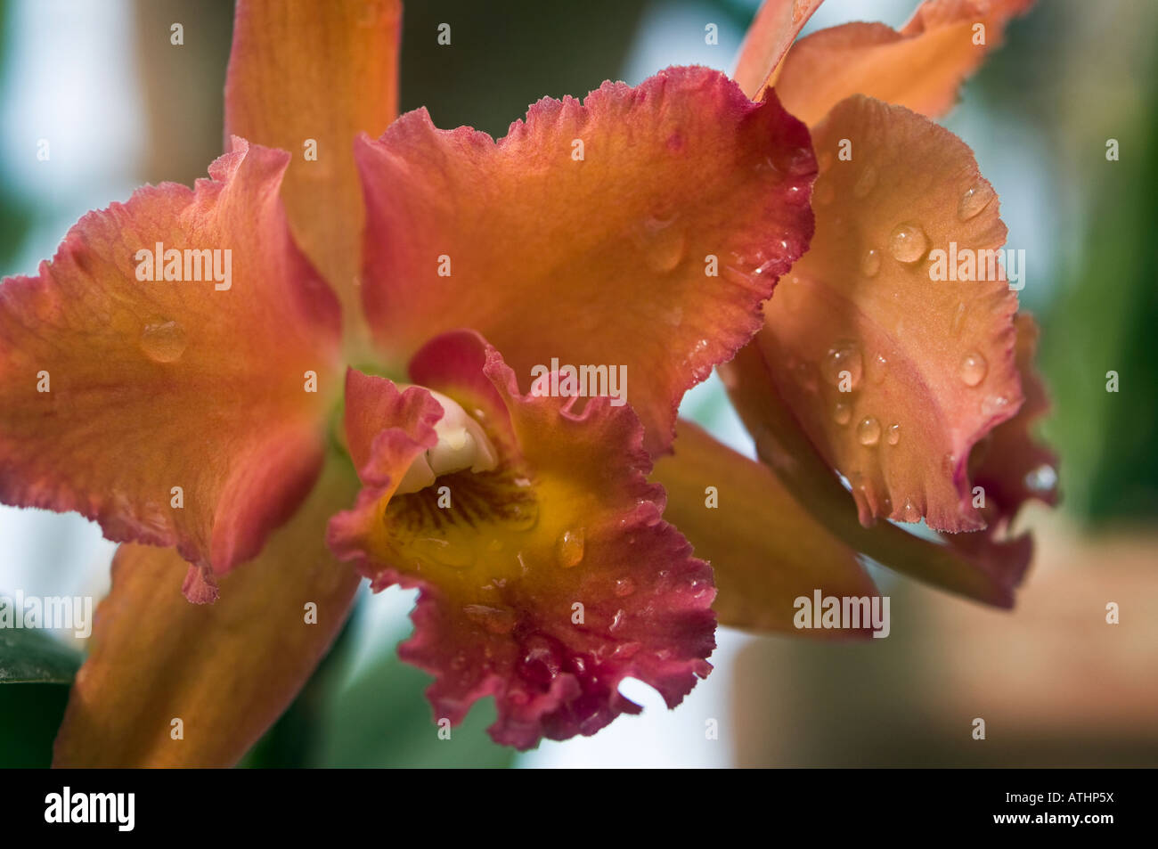 Up close shot of orange cattleya orchid Stock Photo