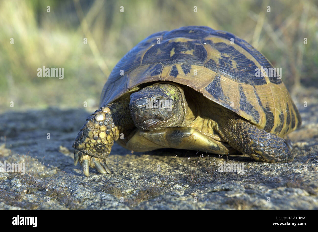 Hermanns Tortoise (Testudo hermanni Stock Photo - Alamy