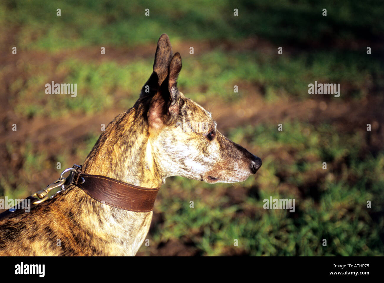 Greyhound dog out hunting Stock Photo Alamy