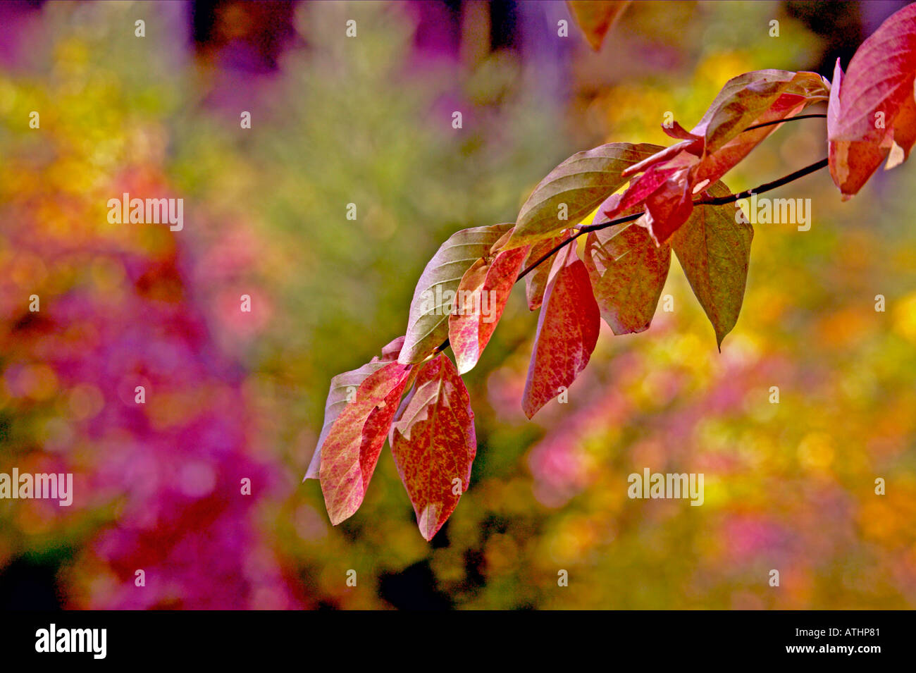 Bold fall colors hi-res stock photography and images - Alamy