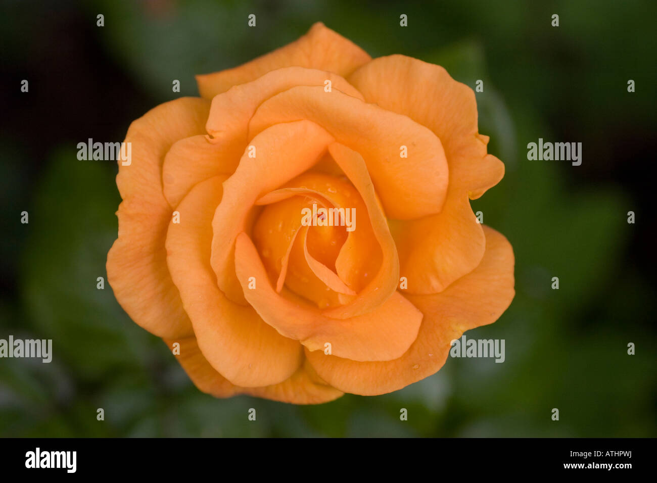 Single Orange rose close up Stock Photo - Alamy